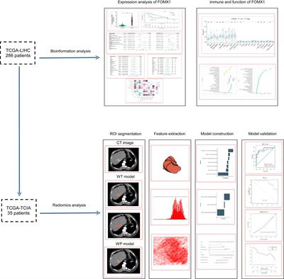 From imaging to clinical outcome: dual-region CT radiomics predicting FOXM1 expression and prognosis in hepatocellular carcinoma